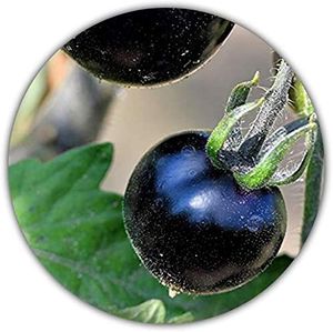 *Rarität* Schwarze Tomate – 50 Samen