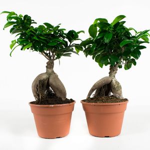 Bonsai von Botanicly – 2 × Bonsai – Höhe: 40 cm – Ficus Gin Seng