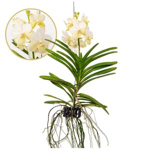 Plant in a Box - Vanda 'Tayanee Weiß' - Tropische Orchidee - Schöne Farbmischung - Blühende Orchidee - Höhe 45-55cm