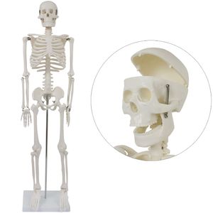 Anatomie Modell Skelett Verkleinert 87 cm Anatomy Skeleton Menschliches Skelett Menschlicher Körper Anatomy Skeleton Human Model mit Ständer Deko medmod