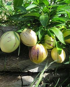 Solanum Pepino Gold 20-40 cm - Sehr schmackhafte Melonenbirne
