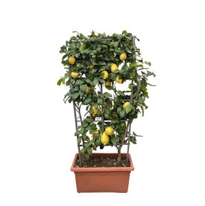 Obstbaum – Zitronenbaum (Citrus Lemon) – Höhe: 160 cm – von Botanicly