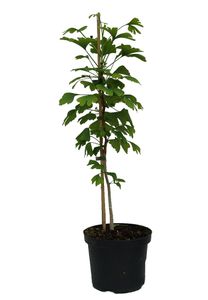 Ginkgo / Fächerblattbaum Pflanzen-Raritäten