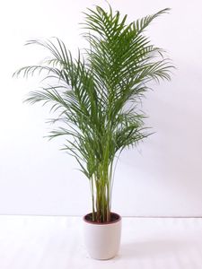 [Palmenlager] Goldfruchtpalme 150cm Chrysalidocarpus lutescens - "Areca Palme" / Zimmerpalme