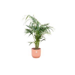 Kentiapalme – Kentia Palm (Kentia Palm) mit Übertopf – Höhe: 130 cm – von Botanicly