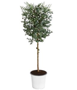 Dehner Eukalyptus, Stämmchen, ca. 100-110 cm, Ø Topf 21 cm, Zierpflanze