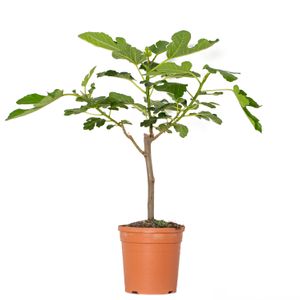 Ficus Carica – Feigenbaum – Obstbaum – Winterhart – ⌀17 cm – ↕60-70 cm