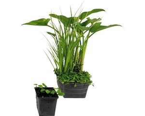 Miniteich Teichpflanzen Set FloraSelf für 100 L Teich mit Gelber Seerose Seekanne