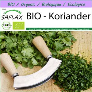 SAFLAX -- Koriander - 150 Samen - Coriandrum sativum