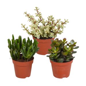 Botanicly - Crassula Mix 3er Set | 18cm Höhe | Hochwertige Pflanzen direkt vom Züchter