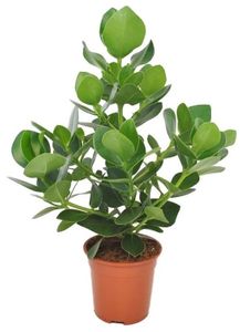Plant in a Box - Clusia rosea Princess - Luftreinigende Zimmerpflanze - Topf 17cm - Höhe 50-60cm
