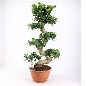 Bonsai Ficus microcarpa Ginseng 100 cm / S-Form Chinesische Feige