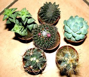 3 sukulenty v kvetináčoch + 3 kaktusy, zmes rastlín pre púštne teráriá