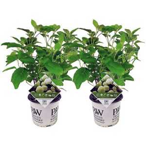 Plant in a Box - Hydrangea arborescens 'Starke Annabelle' - 2er Set - Hortensie - Stark winterharter Laubstrauch - Weiß - Topf 19cm - Höhe 30-40cm