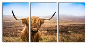 Highland Rind mit großen Hörnern Steppe, XXL Leinwandbild in Übergröße 240x120cm Gesamtmaß 3 teilig / Wandbild / Kunstdruck
