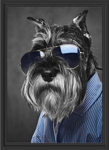 Lustiger Hund mit Hemd und Sonnenbrille B&W Detail im Schattenfugen Bilderrahmen / Format: 55x40 im Schattenfugen-Bilderrahmen / Kunstdruck auf hochwertigem Galeriekarton / hochwertige Leinwandbild Alternative