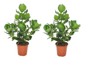 Plant in a Box - Clusia rosea Princess - 2er Set -  Luftreinigende Zimmerpflanze - Topf 17cm - Höhe 50-60cm