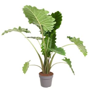 Alocasia Portodora - Zimmerpflanze - Topf 32cm - Höhe 110-120 cm