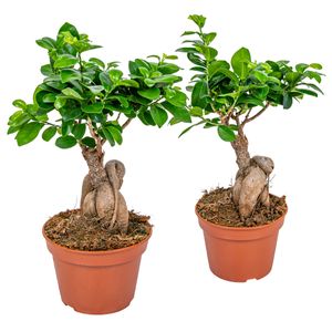 Bonsai Baum | Ficus \'Ginseng\' pro 2 Stück - Zimmerpflanze im Aufzuchttopf cm15 cm - ↕35 cm