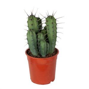 Kaktus – Kaktus s modrými bobuľami – Výška: 50 cm