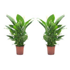 Zimmerpflanzen von Botanicly – 2 × Einblatt – Höhe: 75 cm – Spathiphyllum Vivaldi
