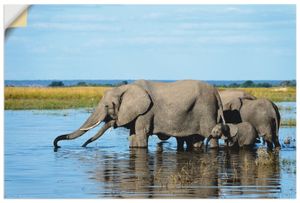 ARTland Wandbild, selbstklebend Afrikanische Elefanten im Chobe Fluss Größe: 120x80 cm