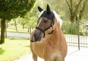 Halfter mit integr. Fliegen- schutzmaske, Gr. 3 (Warmblut) Halfter mit integr. Fliegen- schutzmaske, Gr. 3 (Warmblut)