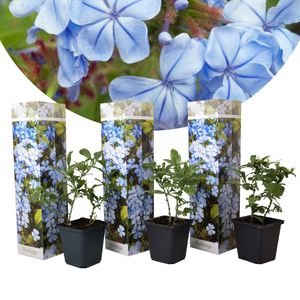 Plant in a Box - Plumbago auriculata - 3er Set Pflanzen für garten oder terassen - Topf 9cm - Höhe 25-40cm