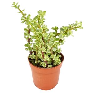 Portulacaria afra var. - Jade tree - w doniczce 8,5cm