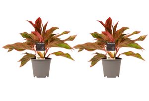 Zimmerpflanzen von Botanicly – 2 × Kolbenfaden – Höhe: 25 cm – Aglaonema