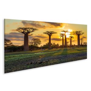 Bild auf Leinwand Schöne Baobab Bäumen Bei Sonnenuntergang In Der Allee Der Baobabs In Madagaskar  Wandbild Leinwandbild Wand Bilder Poster 120x40cm Panorama