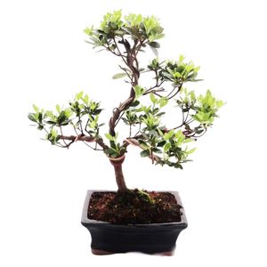 Venkovní bonsaj Rhododendron simsii - Azalka 15cm