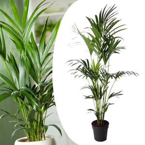 Plant in a Box - Howea forsteriana - Kentia Farn-Palme - Zimmerpflanze - Immergrün - Topf 24cm - Höhe 150-170cm