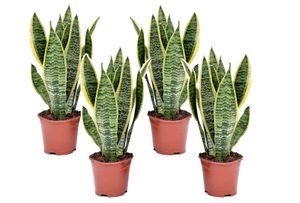 Plant in a Box - Sansevieria 'Futura Superba' - Zimmerpflanzen - Pflegeleicht -Gelblicher Bogenhanf - 4er Set - Topf 12cm - Höhe 35-40cm