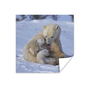 MuchoWow® Poster Eisbär - Baby - Schnee 100x100 cm - Babyzimmer