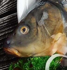 Frischer Spiegelkarpfen KOPF Frisch für Sie geschlachtet fangfrisch NUR DER Kopf KEIN GANZER KARPFEN