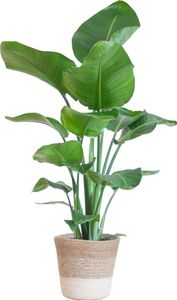 Strelitzia Nicolai z koszykiem Lisbon biały - 80 cm - Ø19