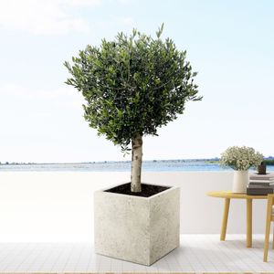 Olivenbaum Olea Lorc - 200cm  / stielumfang 30-40cm