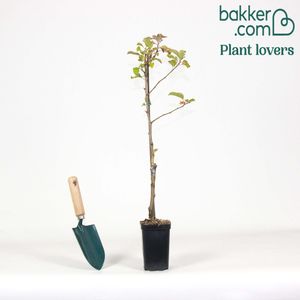 Bakker.com - Zwerg-Apfelbaum Braeburn, Der topf / Lieferhöhe 50-70cm