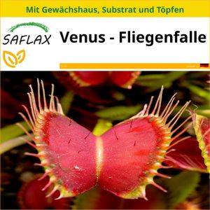 SAFLAX Anzucht Set - Venus - Fliegenfalle - Dionaea muscipula - 10 Samen - Mit Mini-Gewächshaus, Anzuchtsubstrat und 2 Töpfen