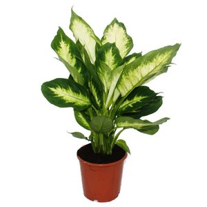Exotenherz - Dieffenbachie "Camilla" - 1 Pflanze - pflegeleichte Zimmerpflanze - luftreinigend- 12cm Topf