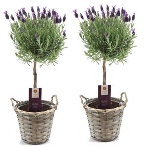 Plant in a Box - Lavandula stoechas 'Anouk' - Lavendelbaumen im Korb - Winterhart - Gartenpflanzen - 2er Set - Topf 15cm - Höhe 45-55cm