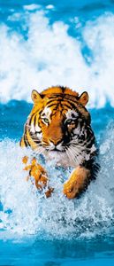 Bengal Tiger - Papier  Fototapete (1-teilig, 86 x 200 cm), inklusive Anleitung