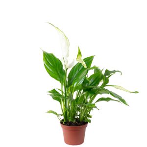 Einblatt weiß - pflegeleichte Zimmerpflanze, Spathiphyllum Yess - Höhe ca. 15 cm, Topf-Ø 6 cm