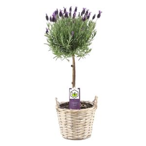 Plant in a Box - Lavandula stoechas 'Anouk' - Lavendelbaum im Korb - Winterhart - Gartenpflanzen - Topf 15cm - Höhe 45-55cm