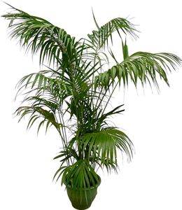 Everyplants Kentia Palme XXL - 260 cm - ø35 cm