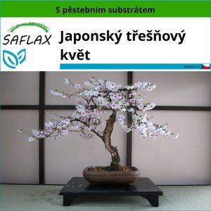 SAFLAX - Japonský třešňový květ - Prunus serulata - 30 Semena - S pěstebním substrátem bez klíčků