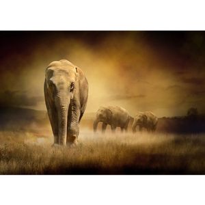 Fototapete African Savanna Afrika Tapete Afrika Savanne Elefant Elefanten Gras Landschaft braun | no. 11, Größe:300x210 cm, Material:TIPP | Fototapete Vlies - PREMIUM PLUS HiQ