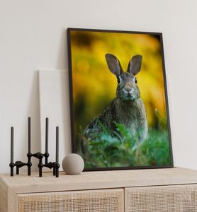 Poster Waldhase, groesse_poster:50x70 cm, groesse_rahmen:schwarz 50x70 cm