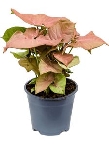 Grünpflanze – Neon-Philodendron (Syngonium Neon) – Höhe: 30 cm – von Botanicly